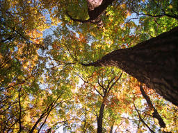 fotografia, materiale, libero il panorama, dipinga, fotografia di scorta,Skyward, foglie di autunno, , , 