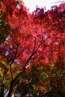 fotografia, materiale, libero il panorama, dipinga, fotografia di scorta,Acero. è profondo rosso, Acero, Rosso, ramo, Giallo