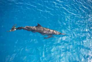 fotografia, materiale, libero il panorama, dipinga, fotografia di scorta,Un delfino selvatico, Ci lo è?, delfino, , onda