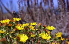 fotografia, materiale, libero il panorama, dipinga, fotografia di scorta,Oasi nella mezza estate, giallo, costa, , 