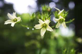 fotografia, materiale, libero il panorama, dipinga, fotografia di scorta,Un fiore bianco, Bianco, petalo, Green, 