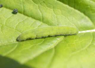 fotografia, materiale, libero il panorama, dipinga, fotografia di scorta,Cabbageworm, Io sono più blu e, Cabbageworm, bruco verde, larva