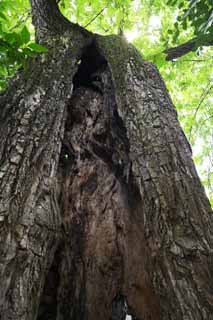 fotografia, materiale, libero il panorama, dipinga, fotografia di scorta,Il seno dell'albero di Zhuozhengyuan, tronco, albero, eredità di mondo, giardino