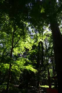 fotografia, materiale, libero il panorama, dipinga, fotografia di scorta,Green per versare, foglia, Il verde fresco, Io sono brillante, foresta