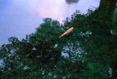 fotografia, materiale, libero il panorama, dipinga, fotografia di scorta,L'armonia di cielo ed acqua, stagno, acqua, pesce, 