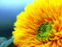 fotografia, materiale, libero il panorama, dipinga, fotografia di scorta,Girasole duplice-fiorito, giallo, girasole, , 