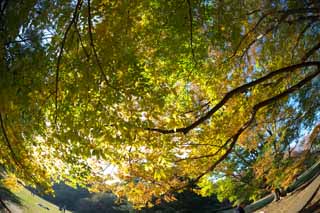 fotografia, materiale, libero il panorama, dipinga, fotografia di scorta,Zelkova modificando i colori, Giallo, Foglie, Ramo, Colore di autunno