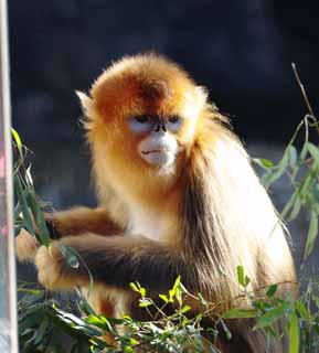 fotografia, materiale, libero il panorama, dipinga, fotografia di scorta,D'oro a naso corto Monkey, Curioso, Scimmie, Scimmia, Figlio Goku