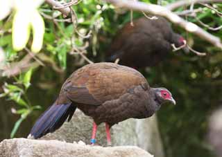 fotografia, materiale, libero il panorama, dipinga, fotografia di scorta,Vietnamita fagiano, Phasianidae, Castano, Rosso e blu., Più chiaramente