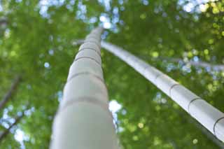 fotografia, materiale, libero il panorama, dipinga, fotografia di scorta,Storia di bambù, Erba di bambù, Bambù, Sezione, Green