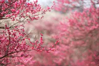 fotografia, materiale, libero il panorama, dipinga, fotografia di scorta,Prugna frutteto Rosso di prugna Fiore, UME, Susine, Susina, Ramo