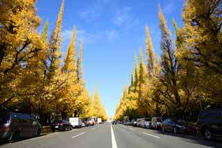 fotografia, materiale, libero il panorama, dipinga, fotografia di scorta,Una fila di ginkgo orto ed esterna di alberi, ginkgo, , Giallo, albero della strada