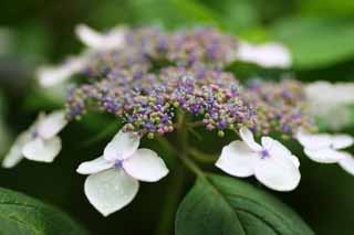 fotografia, materiale, libero il panorama, dipinga, fotografia di scorta,Macrophylla di ortensia, ortensia, , , La stagione piovosa