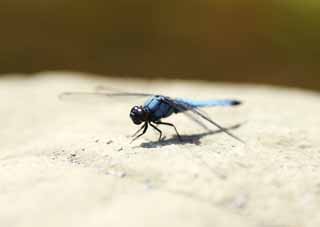 fotografia, materiale, libero il panorama, dipinga, fotografia di scorta,Libellula, libellula, , Blu leggero, penna