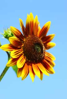 fotografia, materiale, libero il panorama, dipinga, fotografia di scorta,Un girasole, girasole, , , 