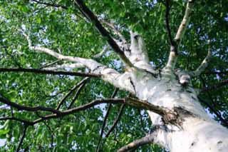 fotografia, materiale, libero il panorama, dipinga, fotografia di scorta,Abbaio di un albero di frusta, Hitsujigaoka, albero, frusta, 