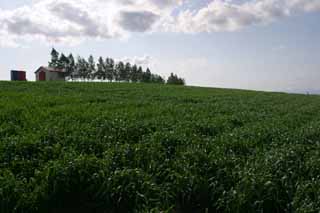 fotografia, materiale, libero il panorama, dipinga, fotografia di scorta,fogliame di estate che bisbiglia, campo, nube, cielo blu, grano