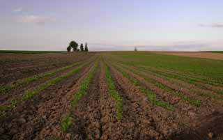 fotografia, materiale, libero il panorama, dipinga, fotografia di scorta,Conducendo di creste, campo, nube, cielo blu, crepuscolo di sera