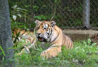 fotografia, materiale, libero il panorama, dipinga, fotografia di scorta,Tigre che ruggisce, tigre, , , ruggito