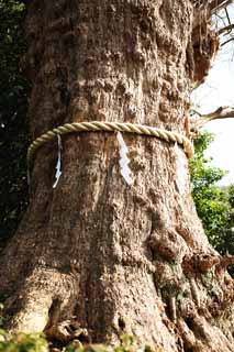 fotografia, material, livra, ajardine, imagine, proveja fotografia,Um EgaraTenjin-shaShrine árvore sagrada, Santuário de Xintoísmo, Xintoísmo palha festão, Kamakura, Enfureça Tenjin