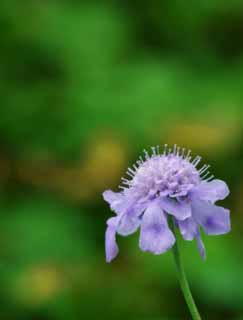 fotografia, material, livra, ajardine, imagine, proveja fotografia,Sensação de uma flor azulado-roxa, azulado-roxo, Hakone, , 