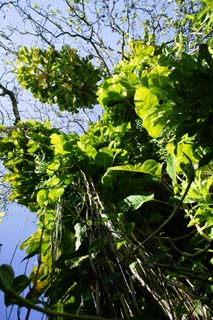 fotografia, material, livra, ajardine, imagine, proveja fotografia,Selva hera-arum, planta de casa, A selva, Eu sou verde, folha