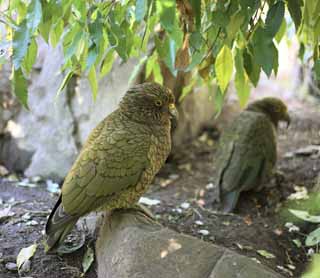 fotografia, material, livra, ajardine, imagine, proveja fotografia,Parrot, , , , 