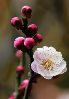 fotografia, material, livra, ajardine, imagine, proveja fotografia,Uma flor de um abricó japonês com flores vermelhas, Abricó japonês com flores vermelhas, ameixa, , pétala