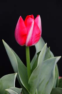 fotografia, material, livra, ajardine, imagine, proveja fotografia,Uma tulipa vermelho-e-branca, , tulipa, pétala, planta em vaso