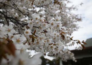 fotografia, material, livra, ajardine, imagine, proveja fotografia,Uma árvore de cereja branca, árvore de cereja, , , Em primavera