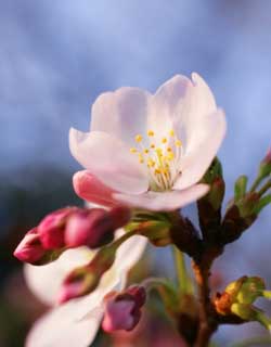 fotografia, material, livra, ajardine, imagine, proveja fotografia,A chegada de primavera de uma Yoshino cereja árvore, árvore de cereja, , , Yoshino cereja árvore