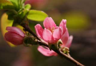 fotografia, material, livra, ajardine, imagine, proveja fotografia,Uma flor de um marmelo chinês, Marmelo chinês, Eu não peço emprestado isto, , Rosa