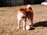 fotografia, material, livra, ajardine, imagine, proveja fotografia,Isto é possa bola., cachorro, , , 