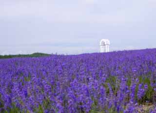 fotografia, material, livra, ajardine, imagine, proveja fotografia,É um sino em um campo de lavanda, lavanda, jardim de flor, Violeta azulada, Herb