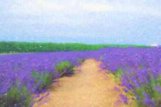 illust, material, livram, paisagem, quadro, pintura, lápis de cor, creiom, puxando,Um modo de um campo de lavanda, lavanda, jardim de flor, Violeta azulada, Herb