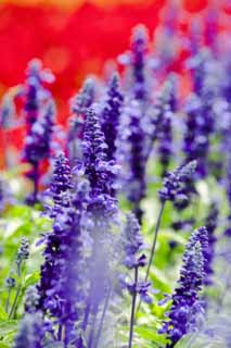 fotografia, material, livra, ajardine, imagine, proveja fotografia,Uma salva azul, lavanda, jardim de flor, Violeta azulada, Herb