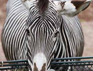 fotografia, material, livra, ajardine, imagine, proveja fotografia,Uma zebra, Um cavalo de ilha, zebra, pastando animal, A juba