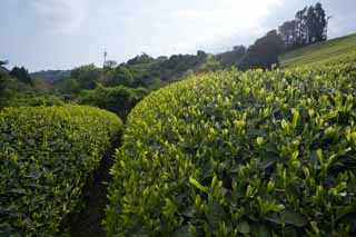 fotografia, material, livra, ajardine, imagine, proveja fotografia,Uma plantação de chá de Nihondaira, Chá, plantação de chá, sulco, chá-folha