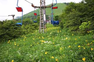 fotografia, material, livra, ajardine, imagine, proveja fotografia,Um ski lift em planalto de Kisuge, ski lift, Eu sou semelhante e uma criança está isolada e fixa isto, lírio de dia, Nikko