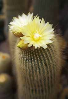 fotografia, material, livra, ajardine, imagine, proveja fotografia,Uma flor amarela de um cáctus, , cáctus, , 