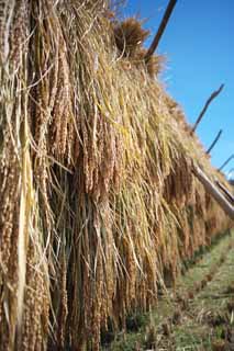 fotografia, material, livra, ajardine, imagine, proveja fotografia,Hasa-gake, Arroz, , , 