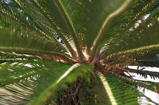 fotografia, material, livra, ajardine, imagine, proveja fotografia,Power do cycad, Cycad, , planta rural sulista, 