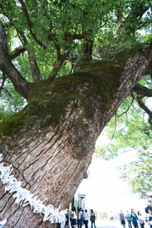 fotografia, material, livra, ajardine, imagine, proveja fotografia,Kompira-san Santuário árvore sagrada, Santuário de Xintoísmo templo budista, lote sagrado, , Xintoísmo