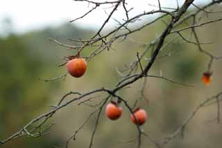 fotografia, material, livra, ajardine, imagine, proveja fotografia,Inverno persimmons, Herança mundial, Ostra, Fruta, 