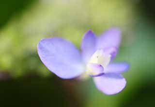 fotografia, material, livra, ajardine, imagine, proveja fotografia,Macrophylla de hortênsia, hortênsia, , , A estação chuvosa