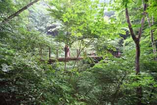 fotografia, material, livra, ajardine, imagine, proveja fotografia,Uma ponte de bascule de Mt. Takao, ponte de suspensão, arame, floresta, Caminhando