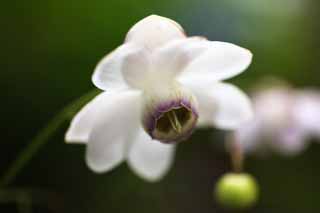 fotografia, material, livra, ajardine, imagine, proveja fotografia,Um macrophylla de Anemonopsis, pétala, flor branca, flor do verão, Eu estou bonito