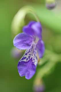 fotografia, material, livra, ajardine, imagine, proveja fotografia,Divaricata de Caryopteris, pétala, Violeta azulada, Uma flor de outono, Eu estou bonito