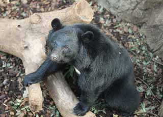 fotografia, material, livra, ajardine, imagine, proveja fotografia,Um urso de preto asiático japonês, urso, , , Ferocidade