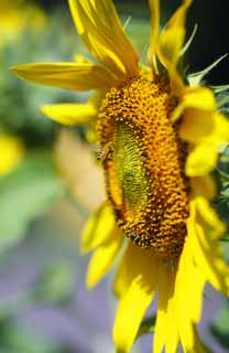 fotografia, material, livra, ajardine, imagine, proveja fotografia,Um girassol e uma abelha, girassol, Flor cheia, Amarelo, cena natural ou objeto que acrescentam charme poético à estação do verão